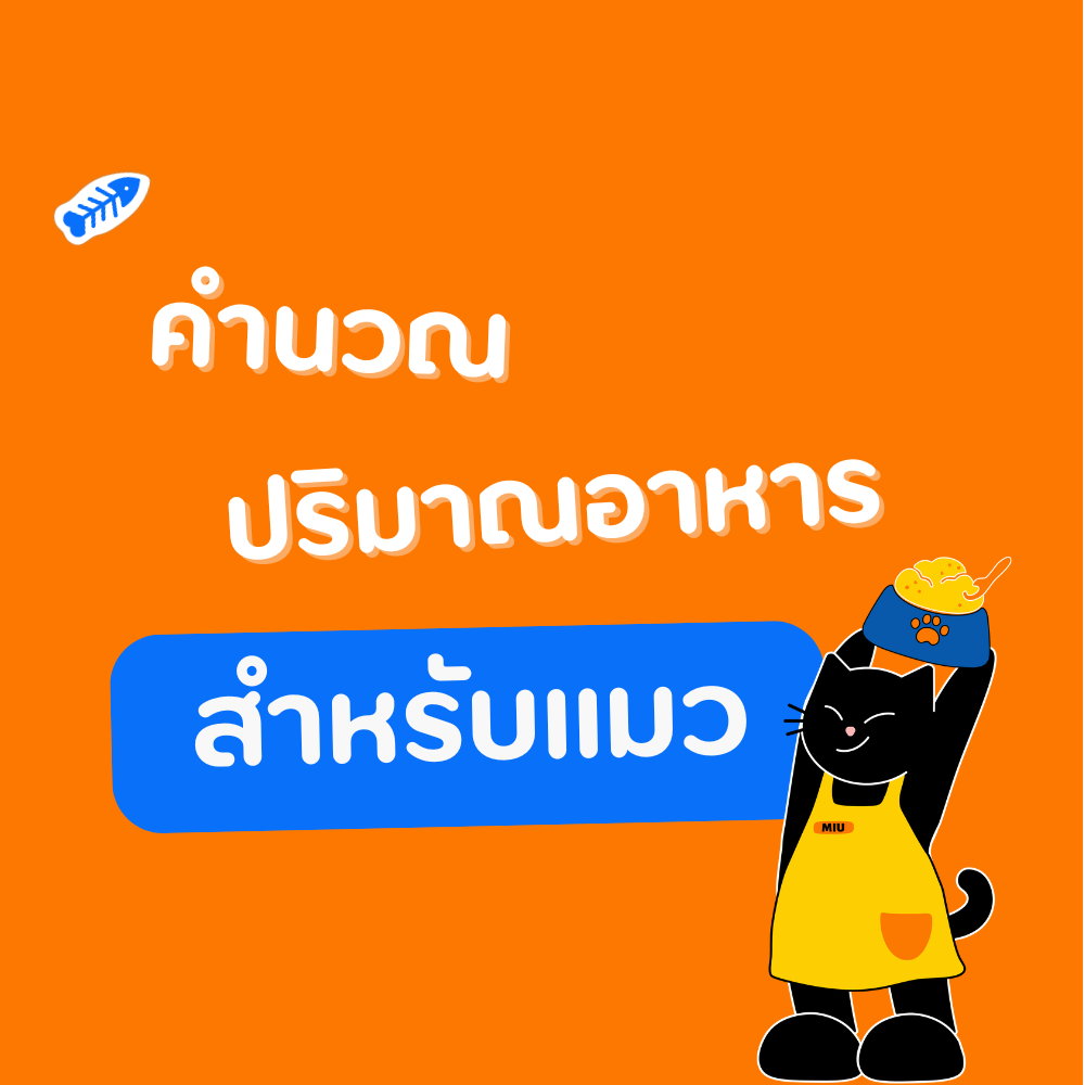 คำนวณความต้องการอาหารน้องแมวกับ bogbowl