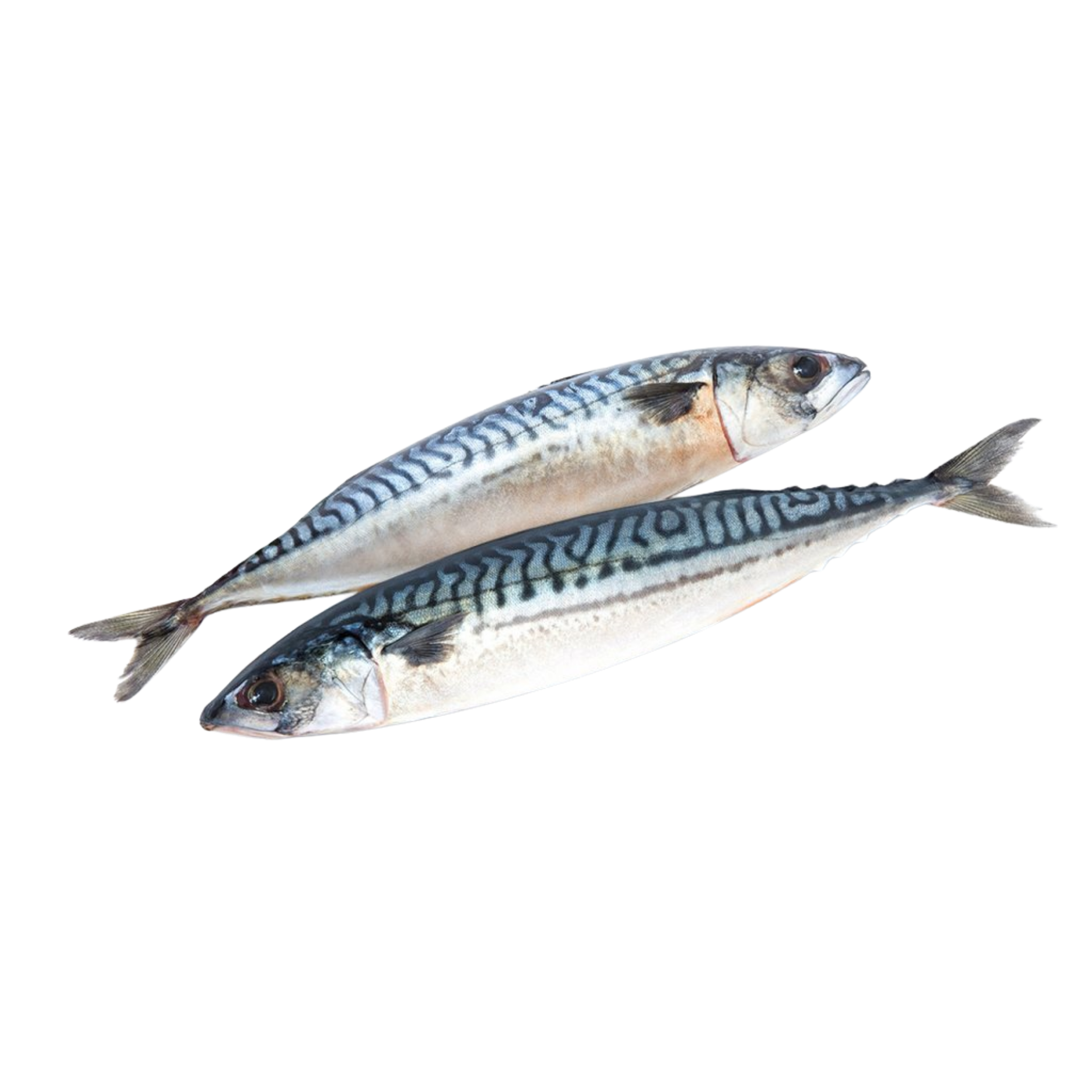 ปลาซาบะ